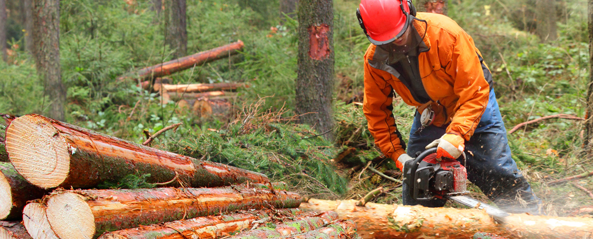 You are currently viewing Protecting forestry and logging operations